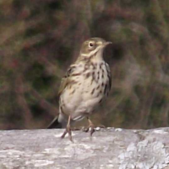 Meadow Pipit
